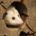 little-opossum avatar