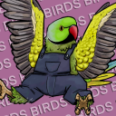 little-parakeet avatar