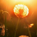 little-pleasures avatar