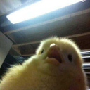 little-rainbow-lies avatar