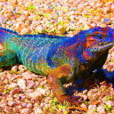 little-rainbow-lizard avatar