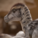 little-raptor-hybrid avatar