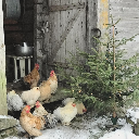 little-red-hen avatar