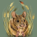 little-rice-ball avatar