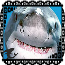 little-shark-memes avatar