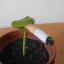 little-shop-of-mild-suprise avatar