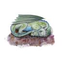 little-sleeping-dragon avatar