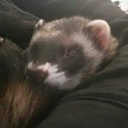 little-spoony avatar