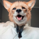 little-squishy-fox avatar