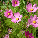 little-things avatar