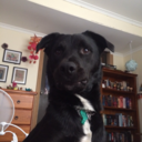 little-tuxedo-dog avatar