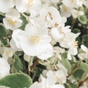 little-w-o-n-d-e-r-s avatar