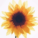 little1sunflower avatar