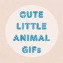 littleanimalgifs avatar