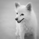 littlebadwolf0 avatar