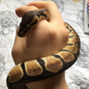 littlebeau-bleu avatar