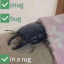 littlebeetlebro avatar