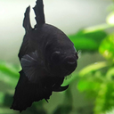 littlebetta avatar