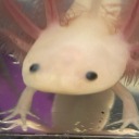 littlebit-png avatar