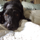 littlebitofcampsoup avatar