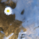 littlebitofinsanity avatar