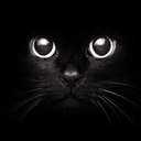 littleblackcattus avatar