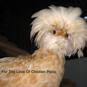 littleblondechicken avatar