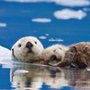 littlebluebooklet avatar