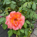 littlebluelilly-blog avatar