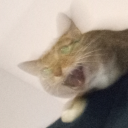 littlebuda9170 avatar