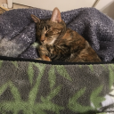 littlebundleofnerves avatar