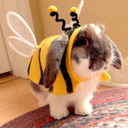 littlebunnybee avatar