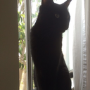 littlecatlump avatar