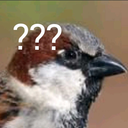 littleconfusedsparrow avatar