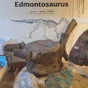 littlecuriouscurios avatar