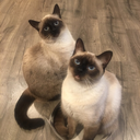 littledabkitten avatar