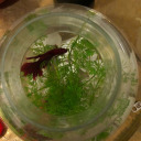 littledaffodil avatar