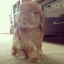 littledes1ree avatar