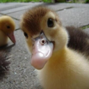 littleduckbigquack avatar