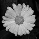 littlee-bitch avatar