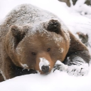 littlefeatherr avatar