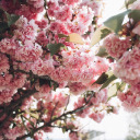 littlefireacorn avatar