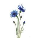 littleflower185 avatar