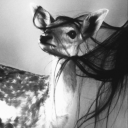 littleforestdoll avatar