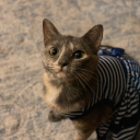 littlefunnyfox avatar