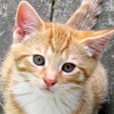 littlegingercat avatar