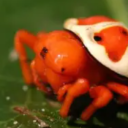 littleguy-scuffle avatar