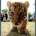 littlehardyteapot avatar