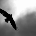 littlehawke2710 avatar