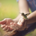 littlehummingbirdd avatar